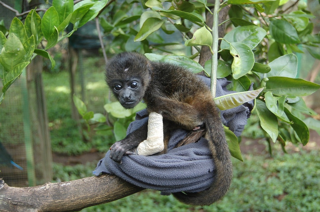 WATW Homex - Baby Howler Monkey at Centro de Rescate